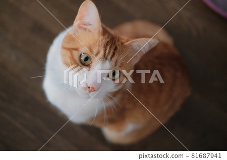 Cat photographed from above Cat photographed from above 81687941