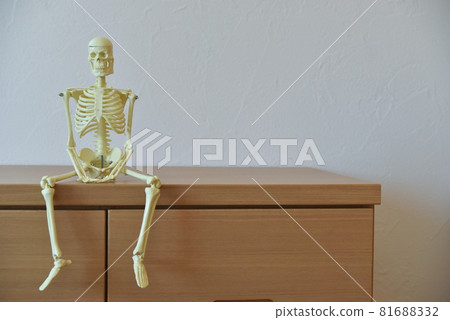 Skeleton model 81688332