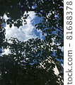 Dense area 81688378