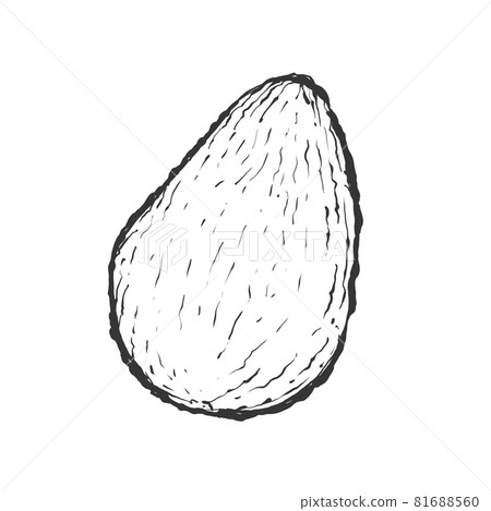 Avocado hand-painted Japanese line art illustration Avocado hand-painted Japanese line art illustration 81688560