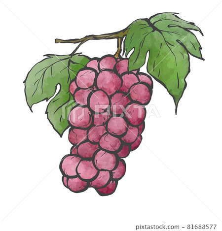 Japanese style hand-drawn line drawing illustration of grapes 81688577