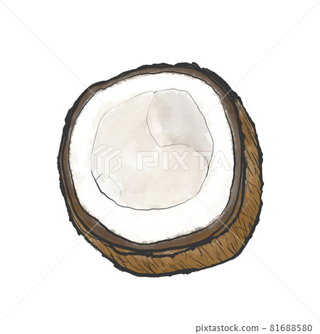 Japanese style hand-drawn illustration of coconut 81688580