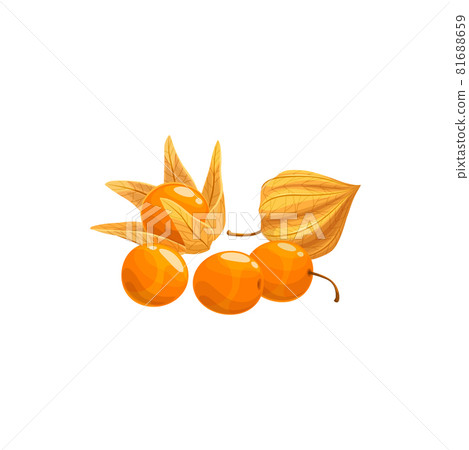 Orange gooseberry isolated Physalis berries fruit Orange gooseberry isolated Physalis berries fruit 81688659