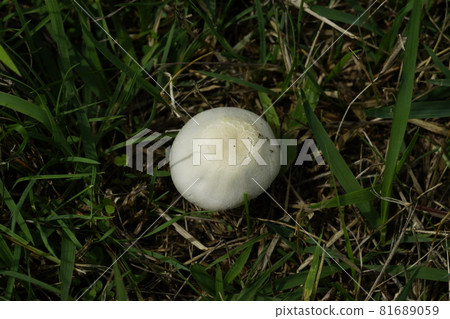 Onifusube larvae Onifusube larvae 81689059