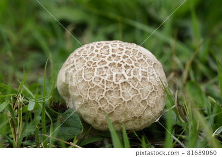 Onyxesbe Onyxesbe 81689060