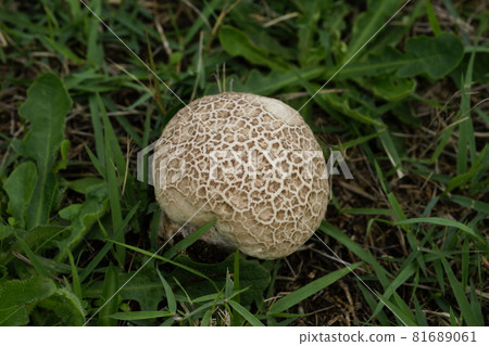 Onyxesbe Onyxesbe 81689061