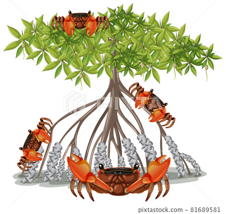 Mangrove Root Crab with Mangrove Tree in cartoon style on white background 81689581