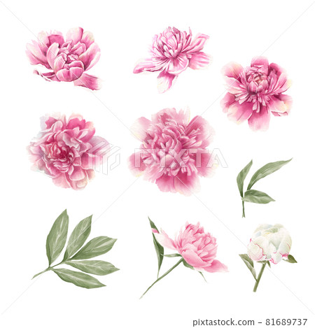 Set of delicate red and white peonies. Watercolor illustration Set of delicate red and white peonies. Watercolor illustration 81689737