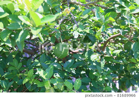 Omi lemon fruit Omi lemon fruit 81689966