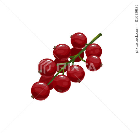 Red currant berries cartoon plant on green stem Red currant berries cartoon plant on green stem 81689983