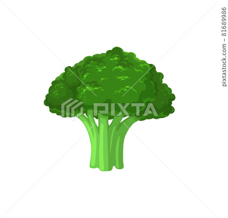 Broccoli cabbage fresh vegetable vector ripe plant Broccoli cabbage fresh vegetable vector ripe plant 81689986