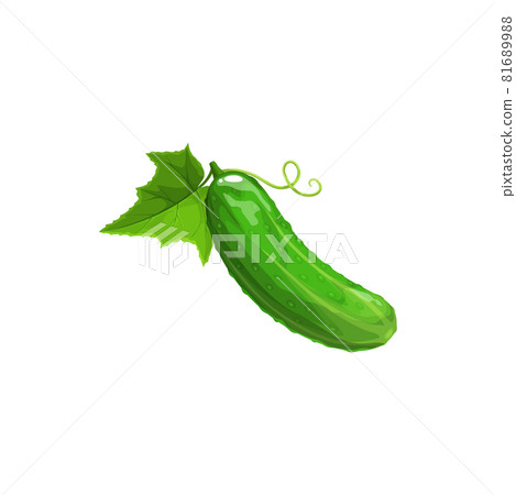 Cucumber vector ripe plant, green eco vegetable Cucumber vector ripe plant, green eco vegetable 81689988