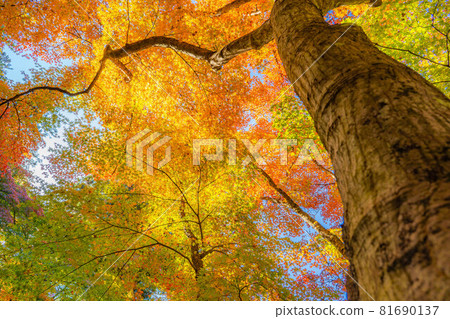 Large tree of autumn leaves [Aichi Prefecture] 81690137