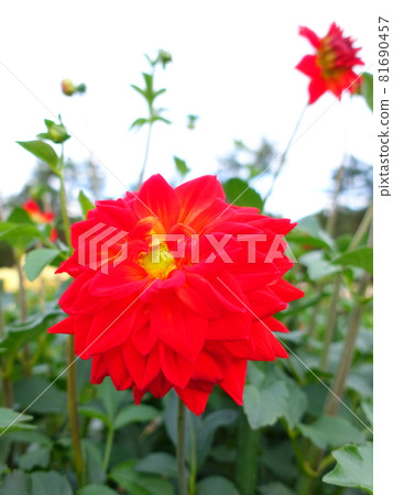 Dahlia in full bloom 81690457