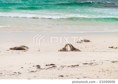 Sea lions reasting on the beach Sea lions reasting on the beach 81690606
