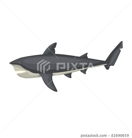 Bull shark isolated on white background. Cartoon character of ocean for children. Bull shark isolated on white background. Cartoon character of ocean for children. 81690659