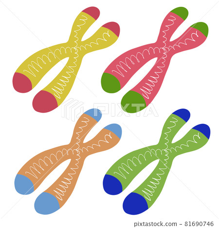 端粒和染色體 81690746