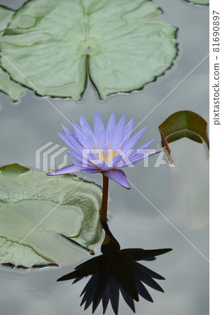 ≪Tochigi Prefecture≫ Water lily blooming in the pond ≪Tochigi Prefecture≫ Water lily blooming in the pond 81690897
