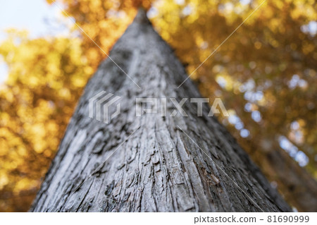 秋天的水杉樹幹特寫 81690999