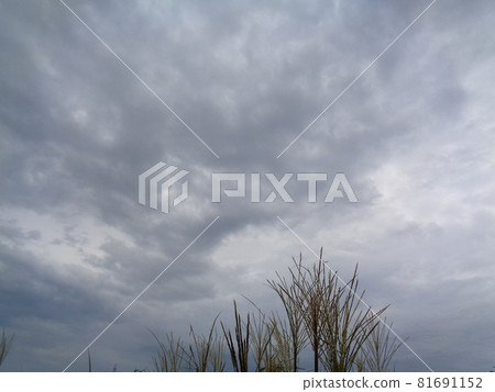 潘帕斯草和天空 81691152