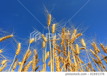 Beautiful detail of ripening wheat in a field. Natural colour background at sunset with blue sky. 81691376