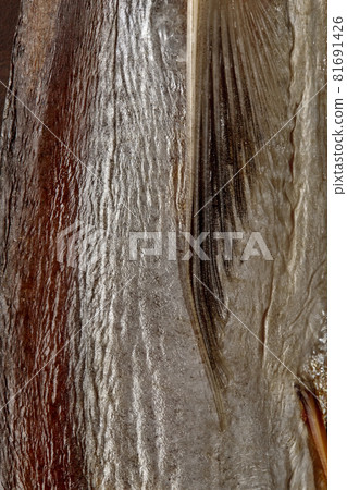 Closeup of skin of dried fish without scales with pectoral fin Closeup of skin of dried fish without scales with pectoral fin 81691426