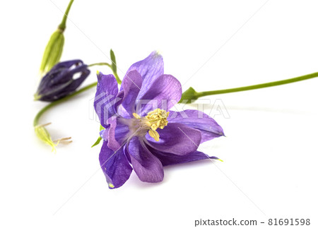 Aquilegia vulgaris in studio 81691598