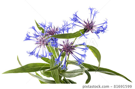 Centaurea in studio Centaurea in studio 81691599