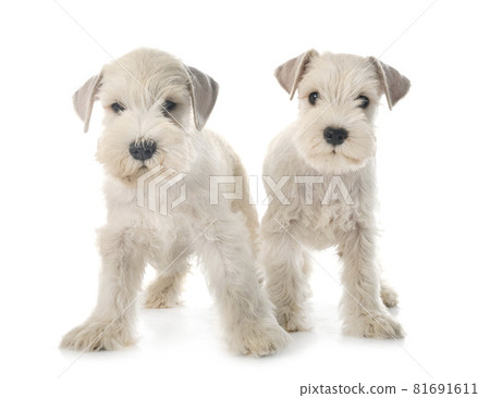 puppies miniature schnauzer in studio 81691611