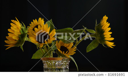 向日葵插花黑色背景 向日葵插花黑色背景 81691691
