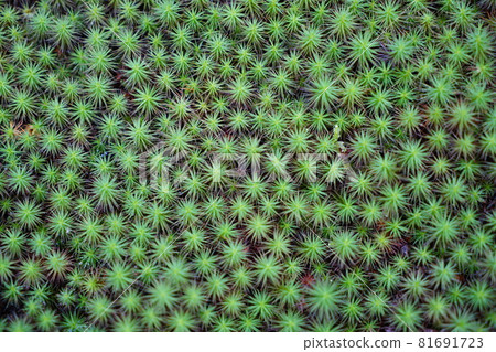 Aerial view of the cedar moss covering the Moss Village in Komatsu City, Ishikawa Prefecture 81691723