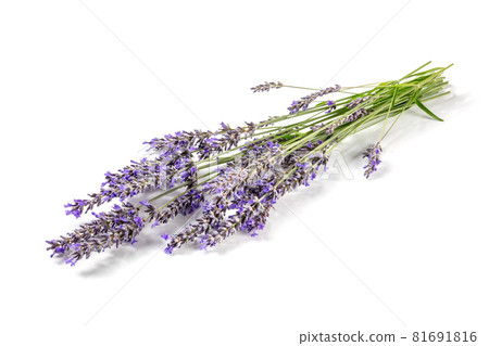 Lavender flower bouquet on a white background Lavender flower bouquet on a white background 81691816