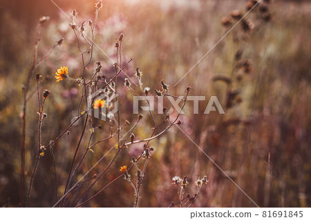 Autumn wild grass and flowers on a meadow Autumn wild grass and flowers on a meadow 81691845