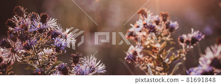 Seasonal sale website banner with wild grass on a meadow 81691848