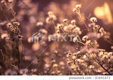 Autumn wild grass and flowers on a meadow 81691873