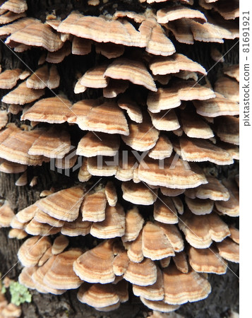 "Hakawaratake" that grows in clusters on dead hardwoods 81691921