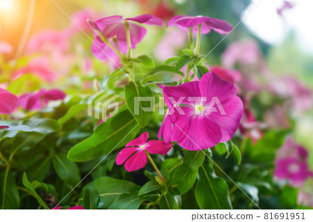 Close up beautiful and colorful Madagascar periwinkle flower in garden 81691951