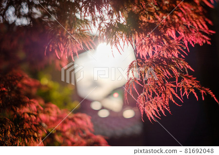 Benicida Lemomiji秋葉滴落的秋葉 Benicida Lemomiji秋葉滴落的秋葉 81692048