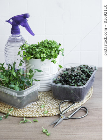 Assortment of micro greens on wooden table 81692110