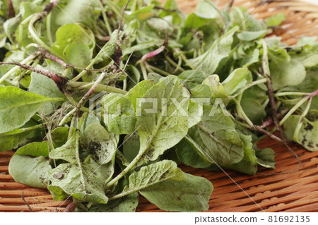 Unwashed radish thinnings 81692135