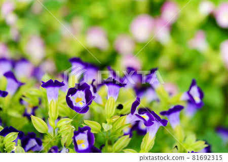 美麗的 torenia 花壇 美麗的 torenia 花壇 81692315