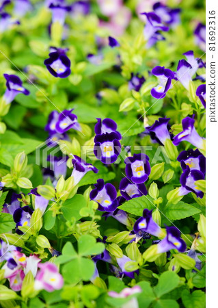 美麗的 torenia 花壇 美麗的 torenia 花壇 81692316