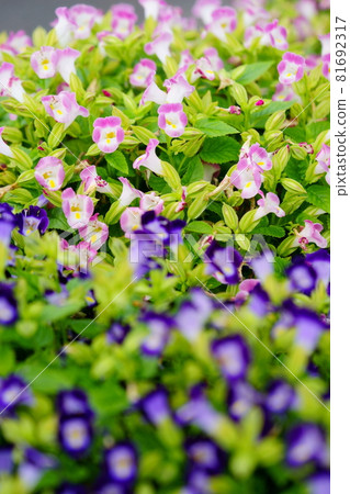 美麗的 torenia 花壇 美麗的 torenia 花壇 81692317
