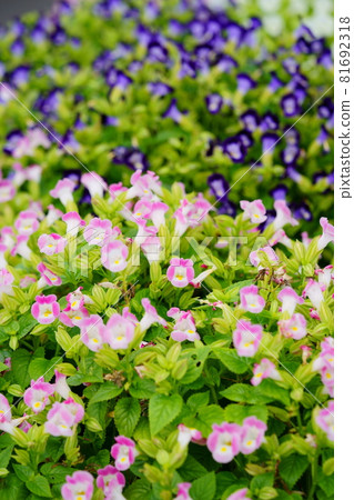 美麗的 torenia 花壇 美麗的 torenia 花壇 81692318