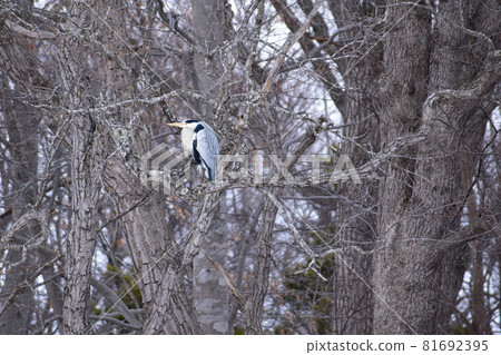 A grey heron on a tree in early spring 81692395