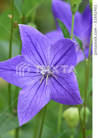 Up flower of chinese flower Up flower of chinese flower 81692401
