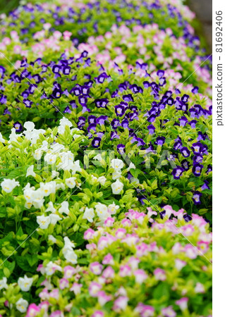 Beautiful torenia flowerbed 81692406