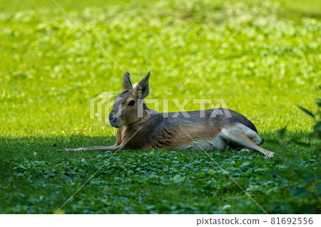 Patagonian Mara, Dolichotis patagonum are large relatives of guinea pigs 81692556