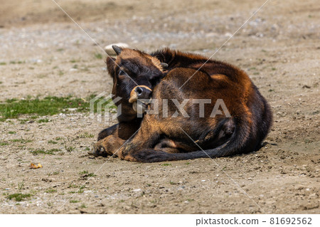 Young baby Heck cattle, Bos primigenius taurus or aurochs in a German park 81692562