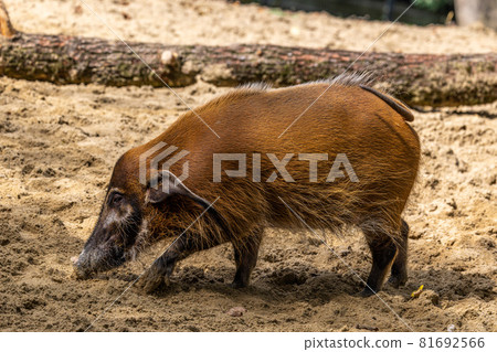 Red river hog, Potamochoerus porcus, also known as the bush pig. Red river hog, Potamochoerus porcus, also known as the bush pig. 81692566